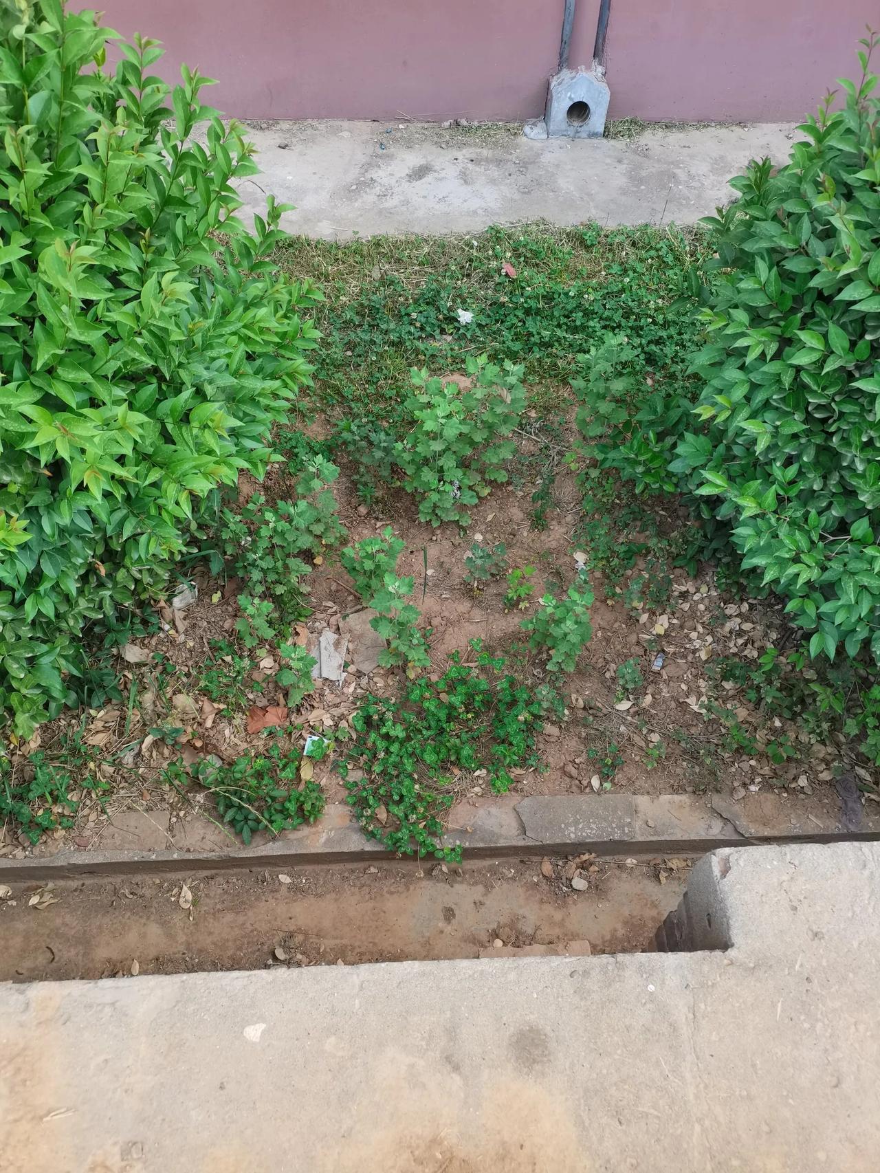 真是震惊到我了！去年同时在楼下和邻居一起种的艾草。都是各弄了几个根种在楼下。人家