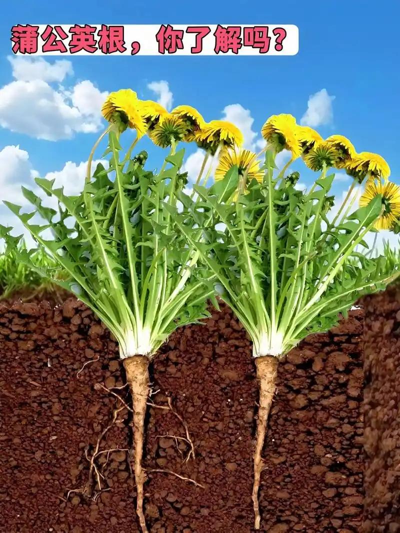 滋水清肝饮由熟地黄、山药、山茱萸、泽泻、茯苓、牡丹皮、白芍、当归、柴胡、栀子、