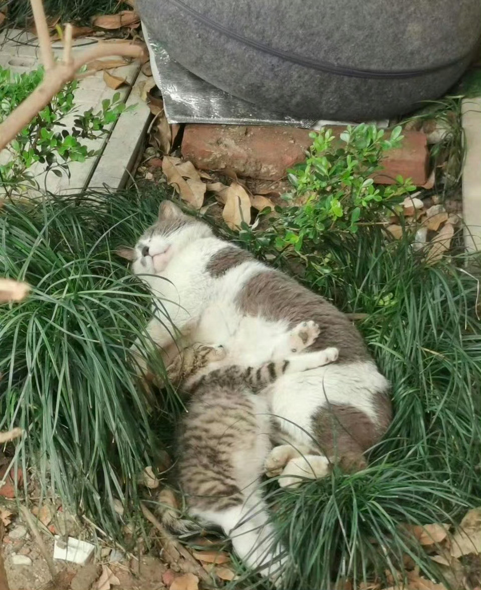 猫咪宝宝：只要有妈妈在就不算流浪[抱抱]​​​