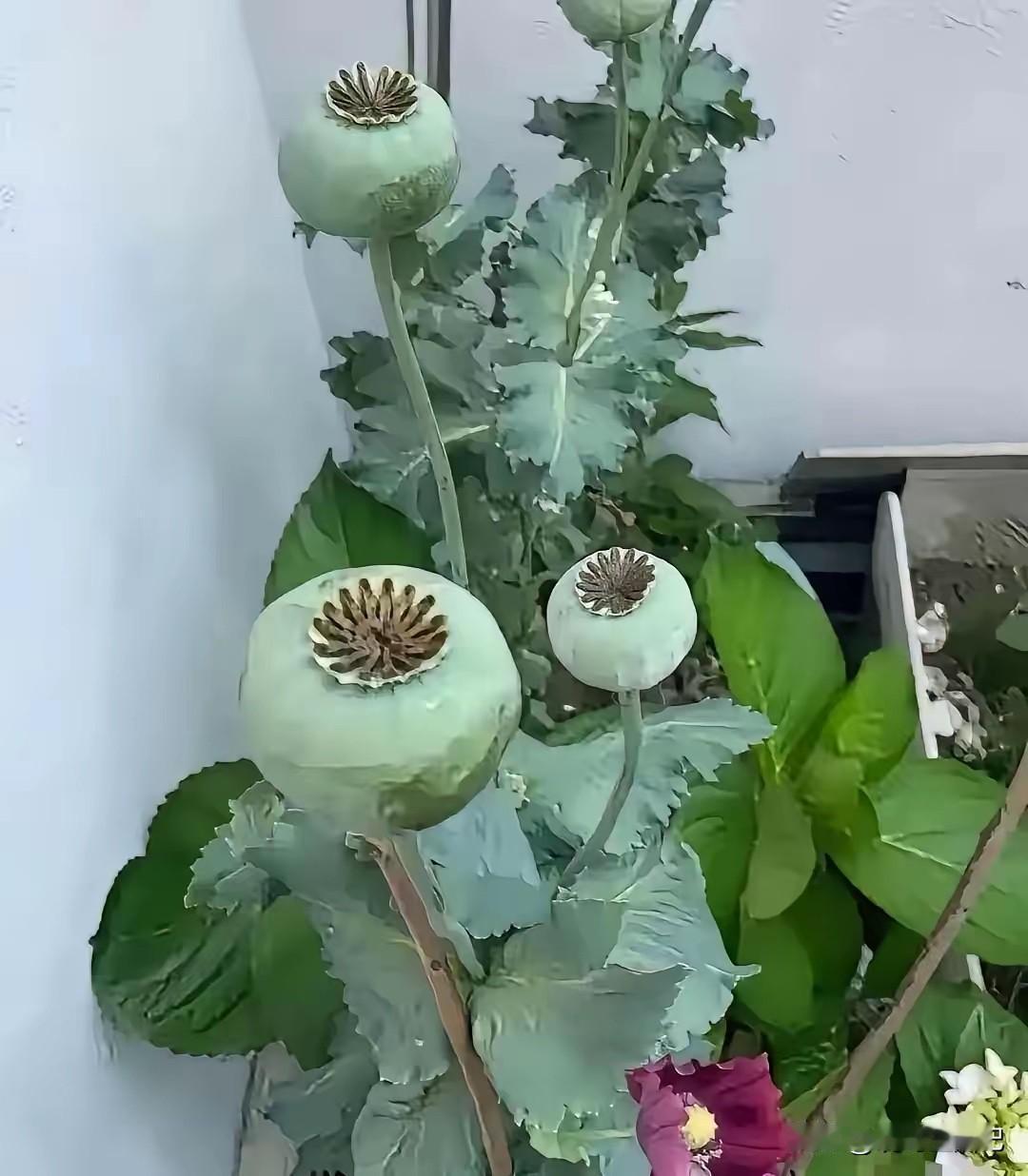 房东家看到的，有人认识这是什么植物吗？