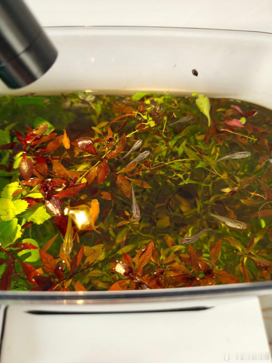 同事的小鱼，如今年轻朋友都有自己的小众爱好，都是网上购置，呈现多样性，不盲目跟随