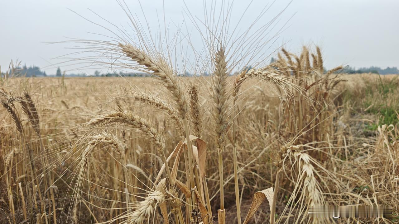小麦赤霉病预防策略小麦赤霉病是影响产量的重要病害，其危害范围覆盖我国主要麦