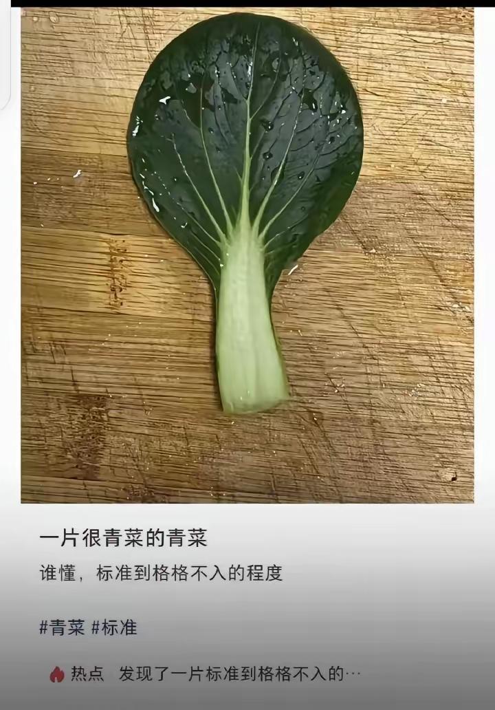 一片很青的菜网上都在发一片青菜，都说发这片青菜才能火，这是一个真正的青菜，不