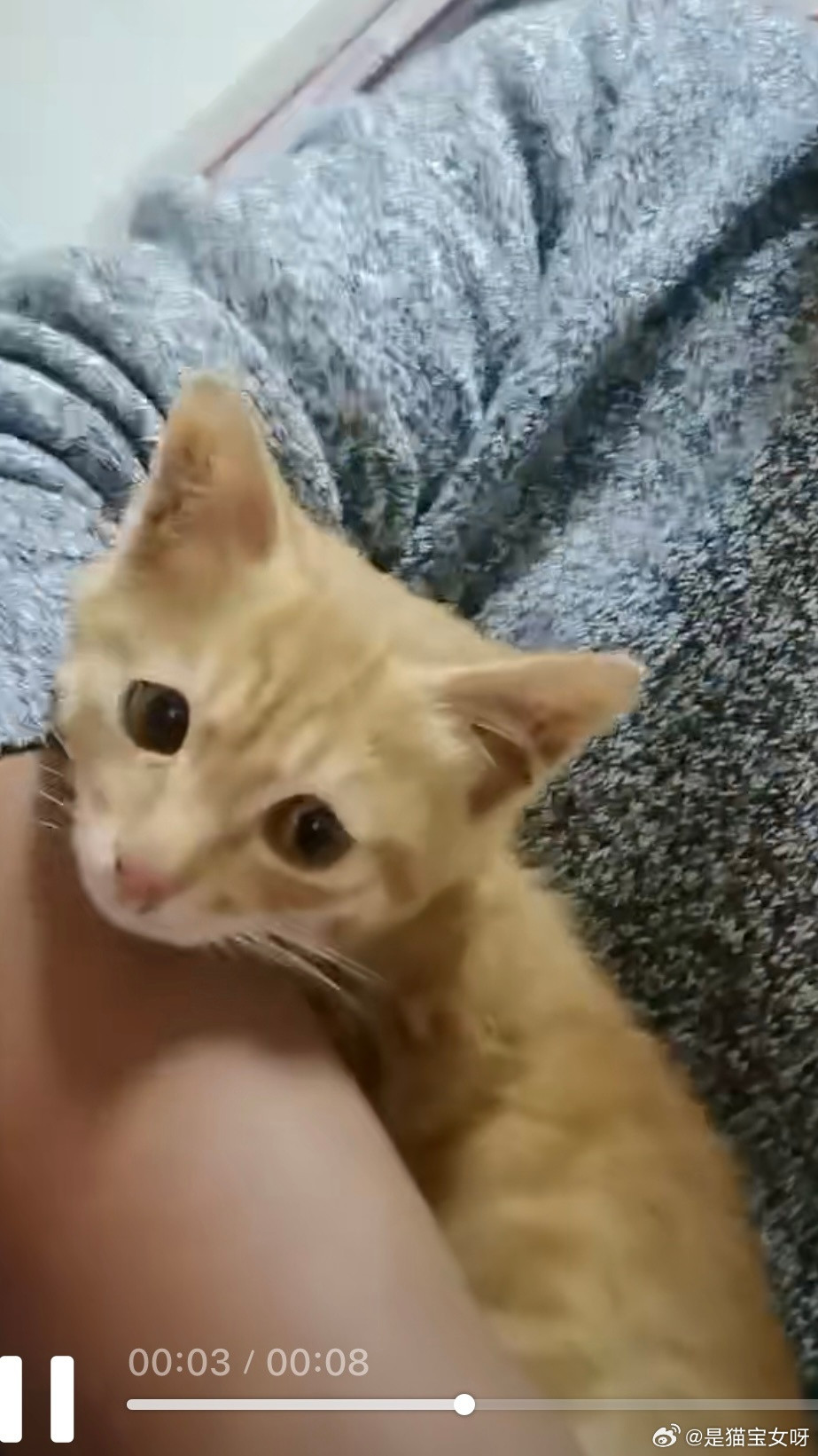 每次和小缘缘视频都笑成傻子，好想他，给他买了猫粮，猫砂，猫厕所，猫食盆，玩具，猫