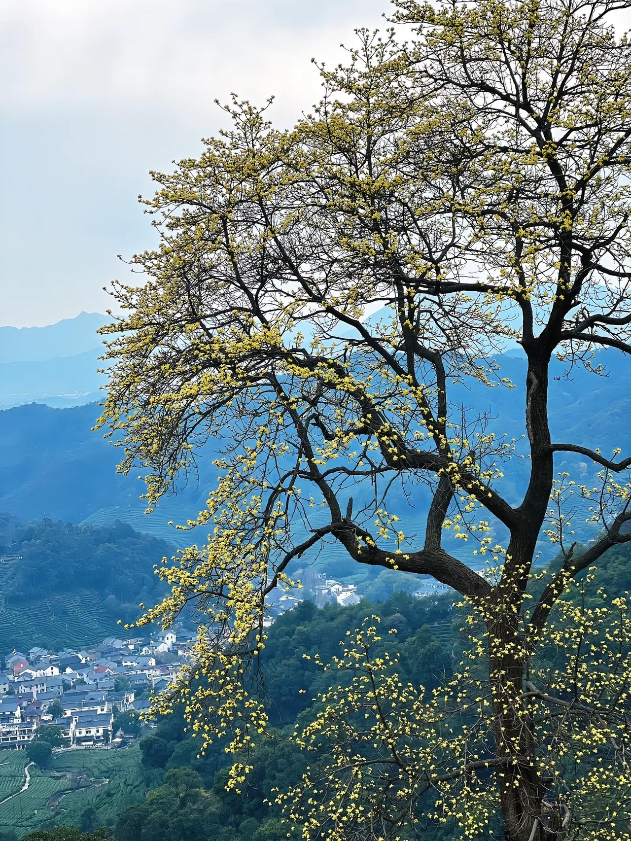 我们现在有很多的独生子女的家长在后悔了，为什么这么说？因为很多的独生子女实在太自