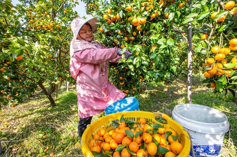 过年期间，砂糖橘绝对是水果界顶流，家家户户成筐买。这玩意儿甜得突出，含糖量12
