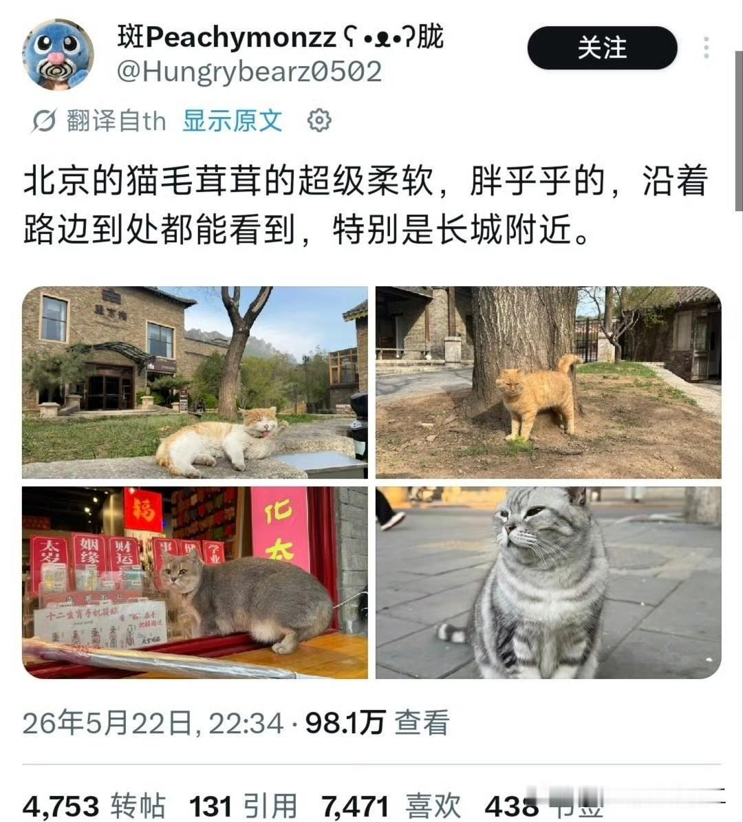 泰国网友发帖，北京的猫它们是胖胖的、毛茸茸的、脸圆的，很可爱。结果引起其他网友的