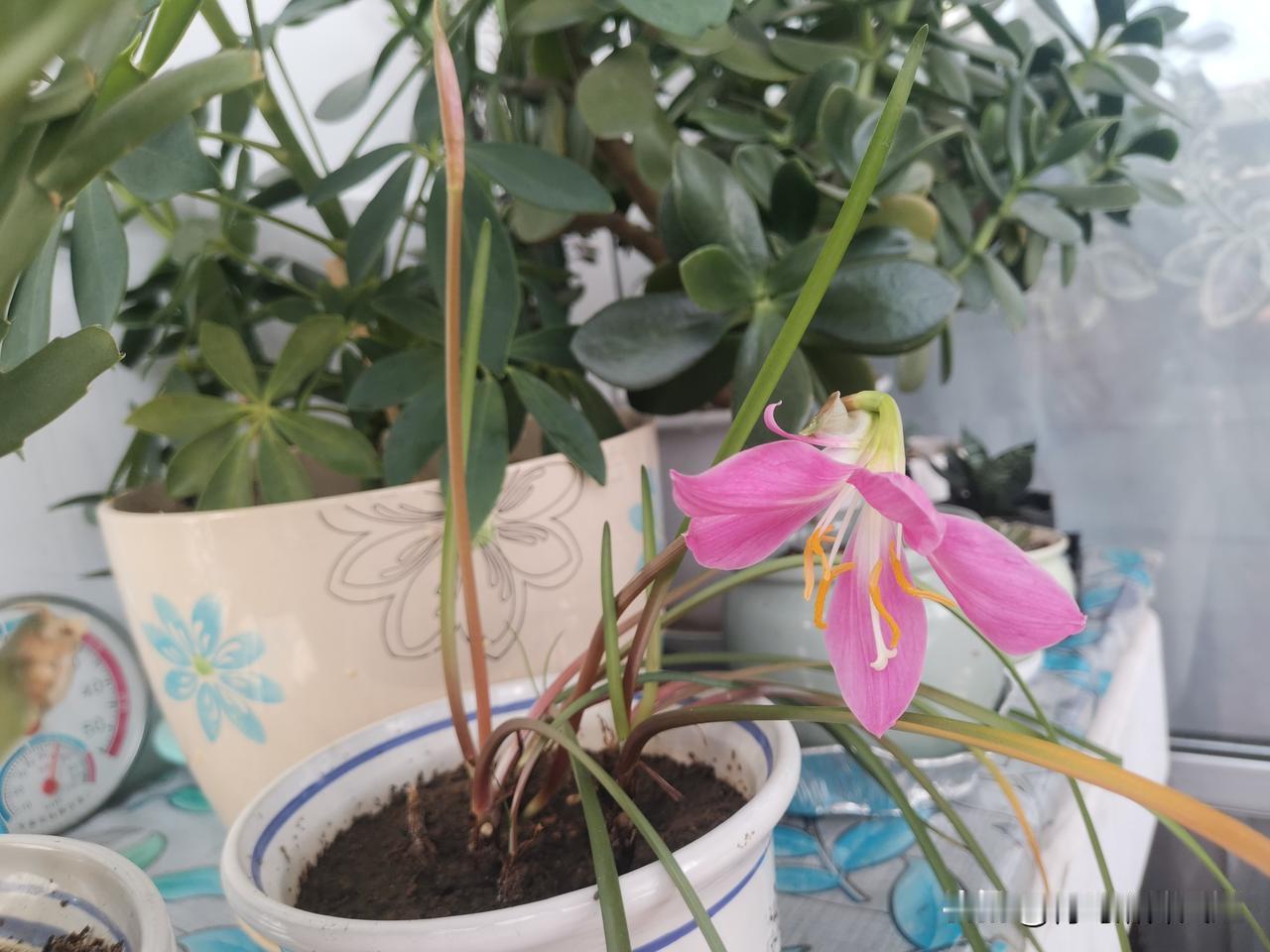 不起眼的韭兰开花了！平凡小草，也有惊艳的美我家养的一盆韭兰终于开花了，淡粉色的