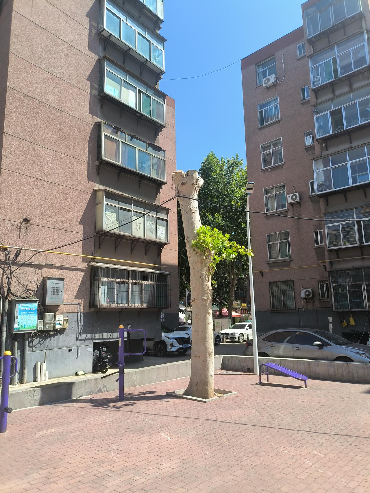 山东淄博张店某小区活动广场。我始终搞不明白，为什么这大夏天把好好的树搞成这个样