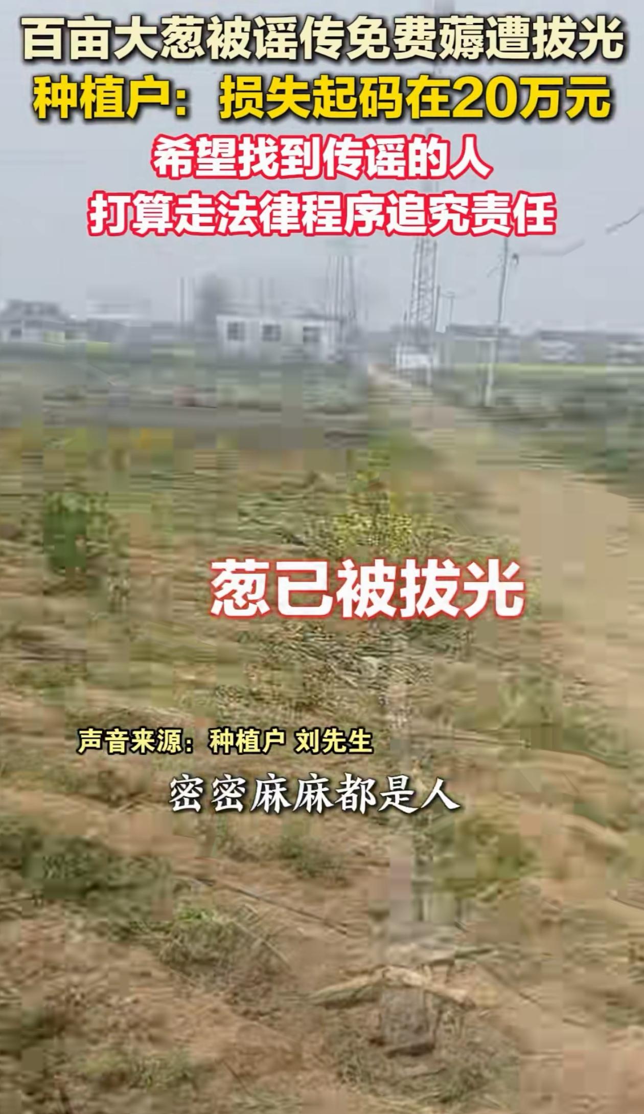 必须严惩！江苏启东，农户包了几百斤大葱熟了，就等着收了，可没想到突然涌来一大批人