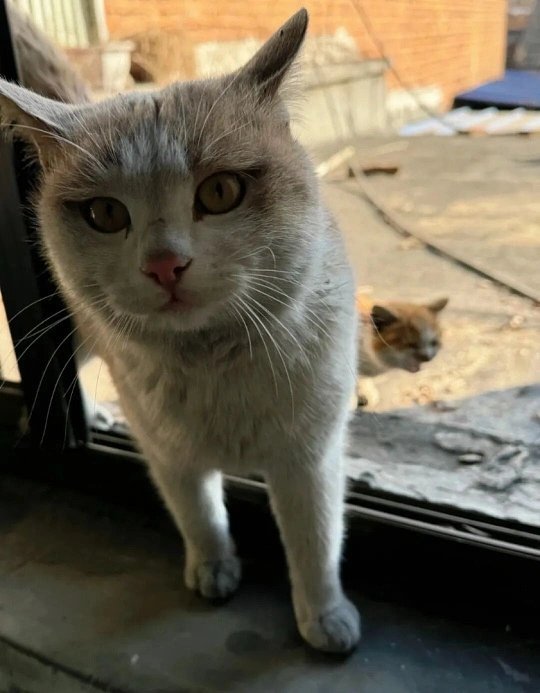 被收养小猫见到仍流浪的妈妈最戳心的从来不是重逢的亲昵，而是明明一方已经拥有安稳的