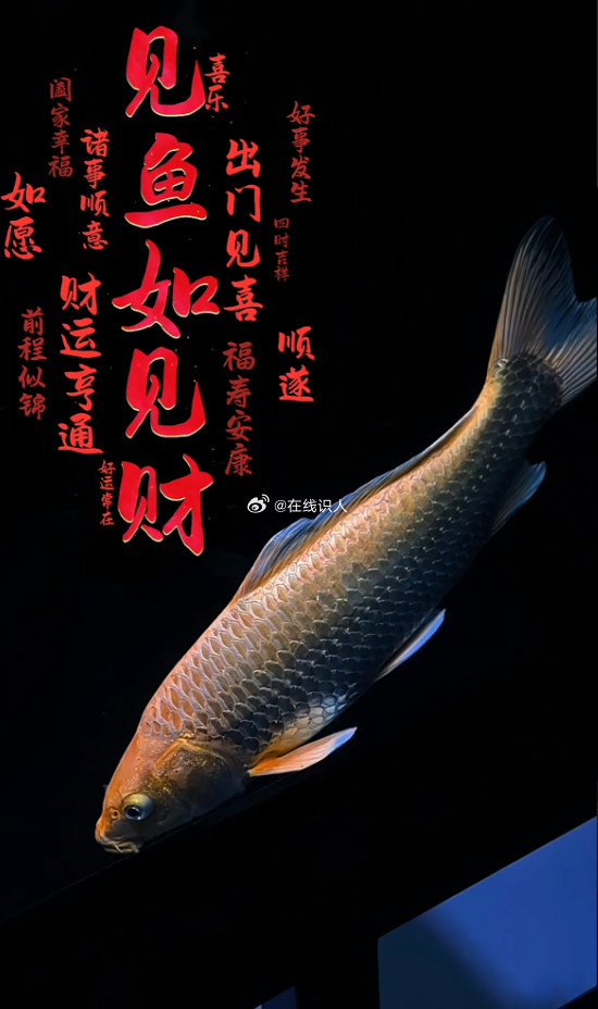早上见鱼，一定要点赞并回一句，年年有余。​​​​