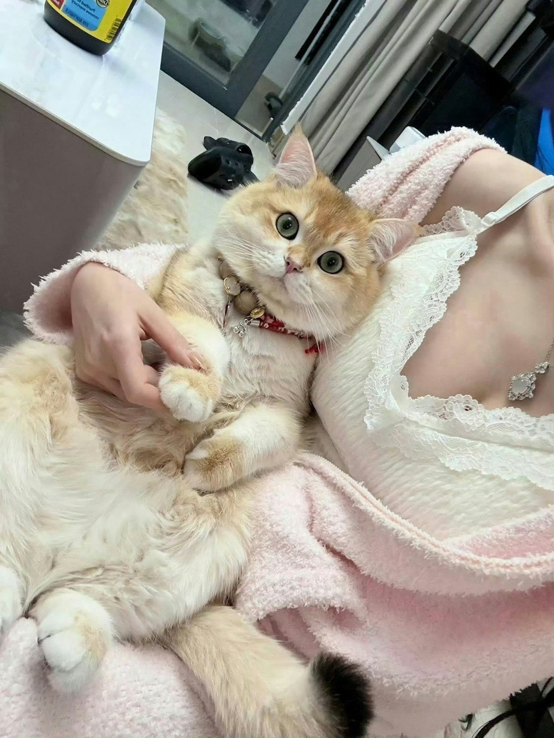 小猫咪真可爱🤩🤩​​​