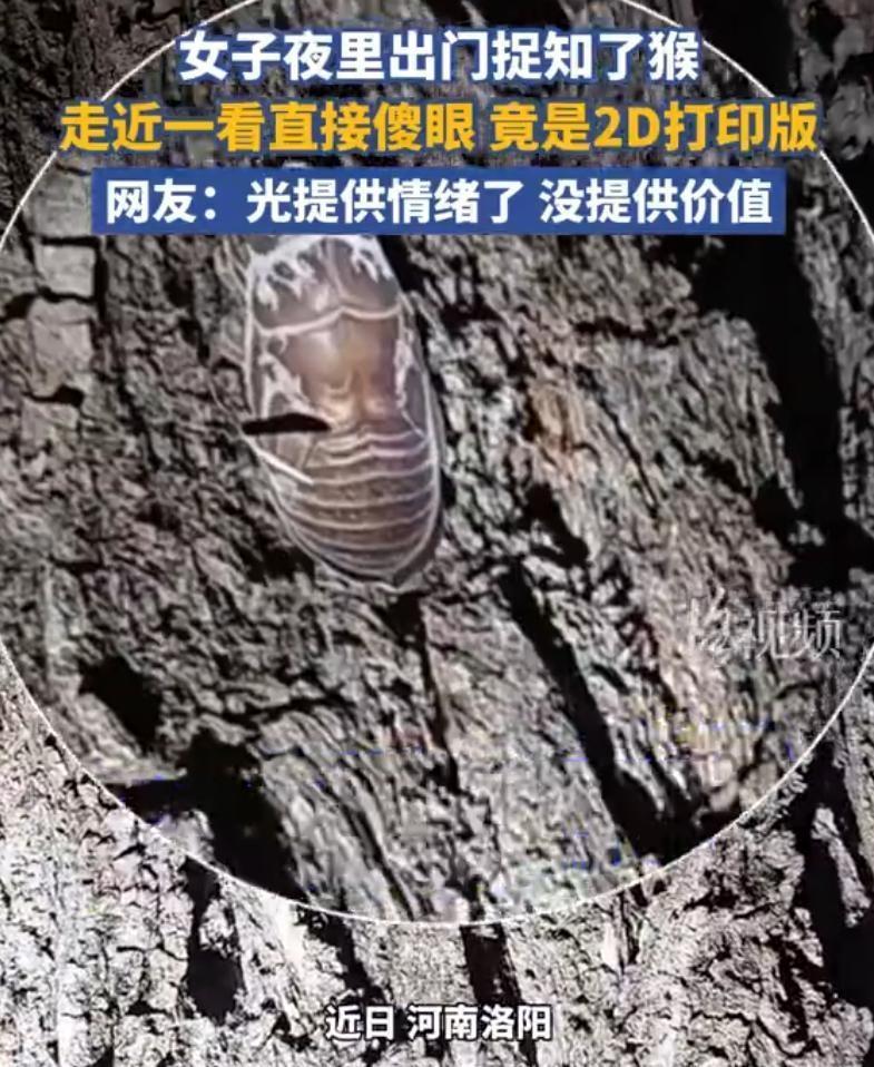河南洛阳一女子夜出捉知了猴时树发现挂枝头全是打印贴纸假货而恼火不已这种光撩人心动