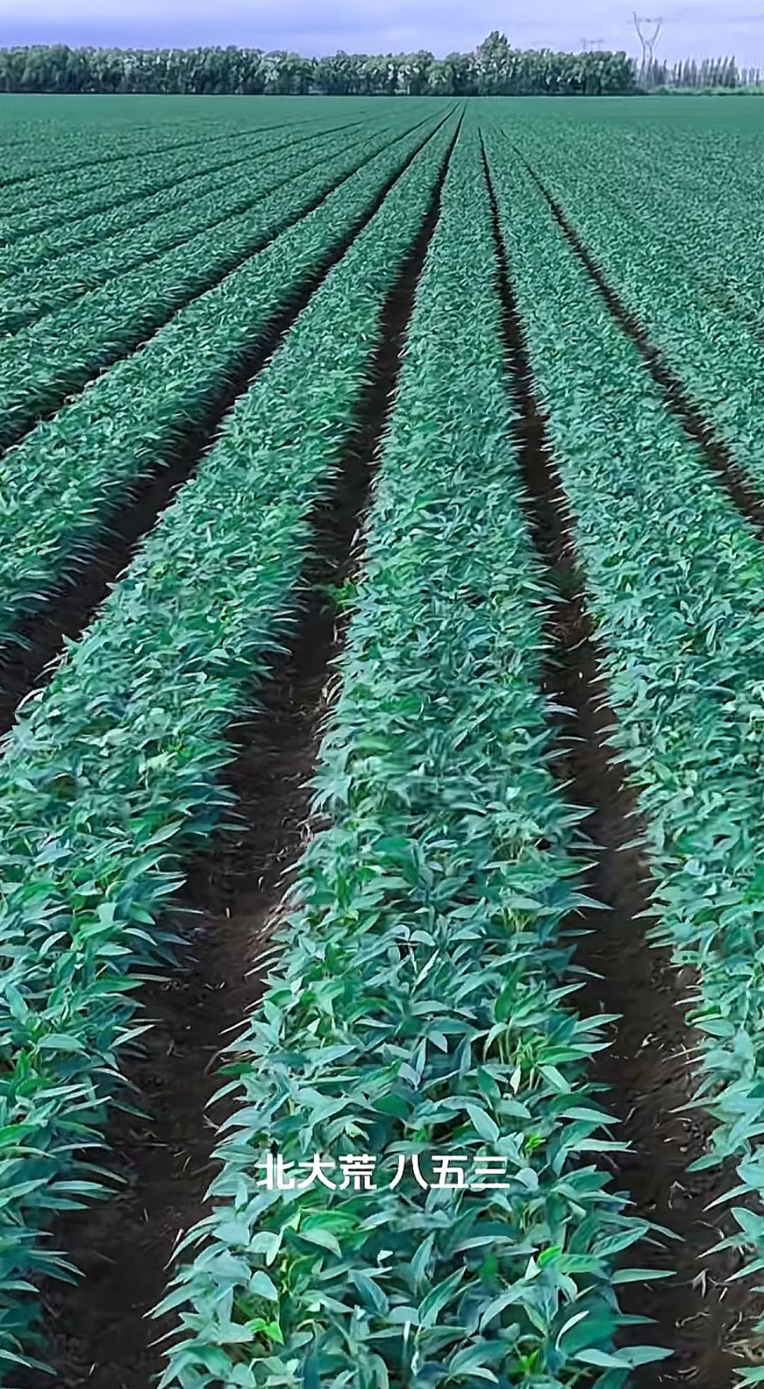 大片绿油油的农田，生机勃勃。谁知道北大荒种植的是什么？是在黑龙江，还是在吉林？是