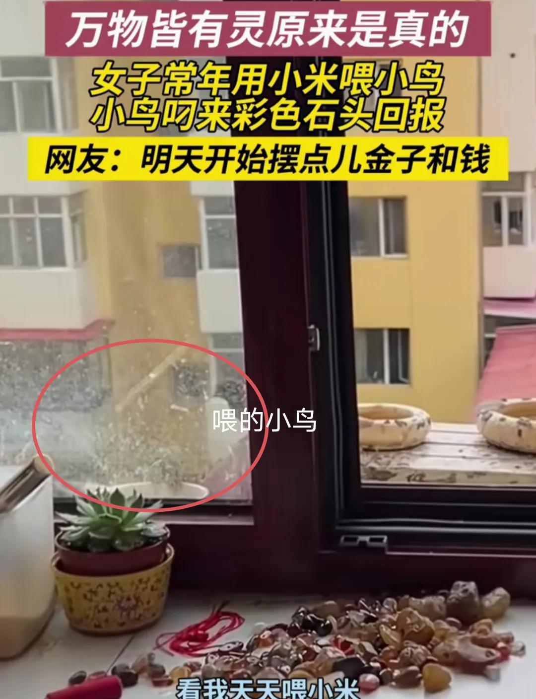 “万物皆有灵！”黑龙江，女子常年用小米喂小鸟。突然，小鸟叼来彩色石头放她家桌上。