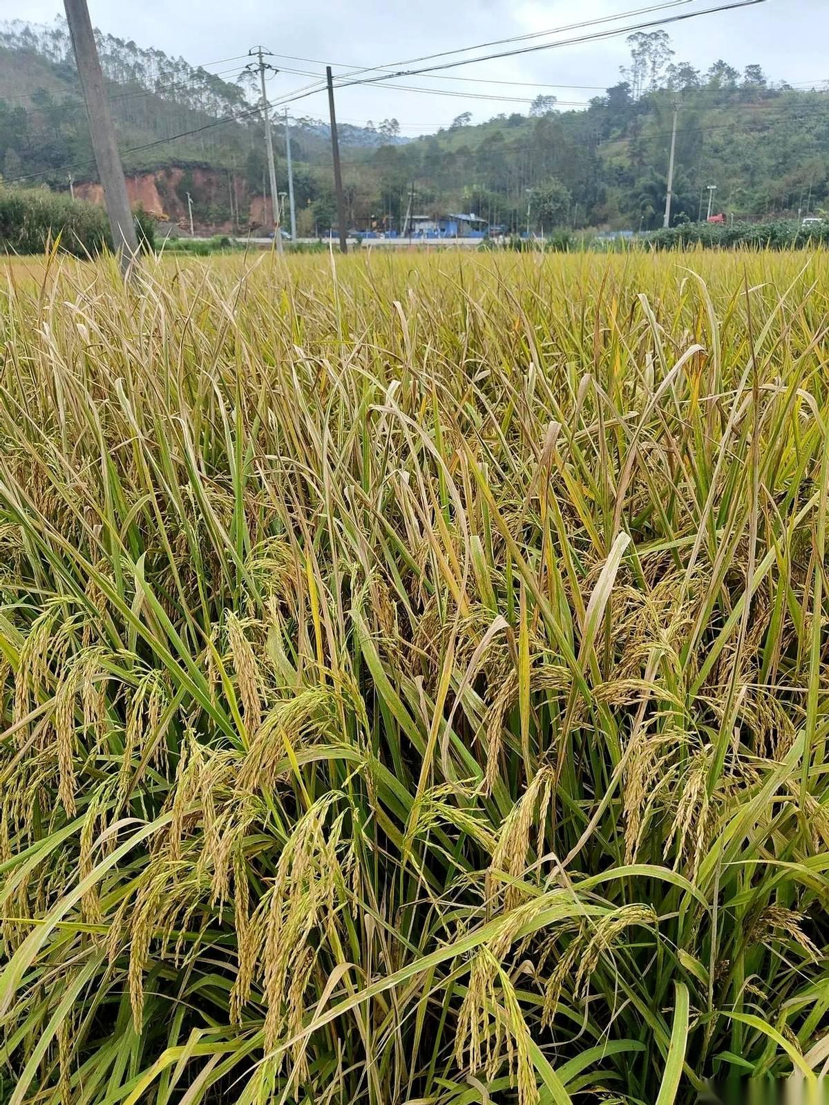 你可能不知道，以前收个麦子，要弯着腰在地里耗上整整一个月。现在呢？收割机轰隆隆