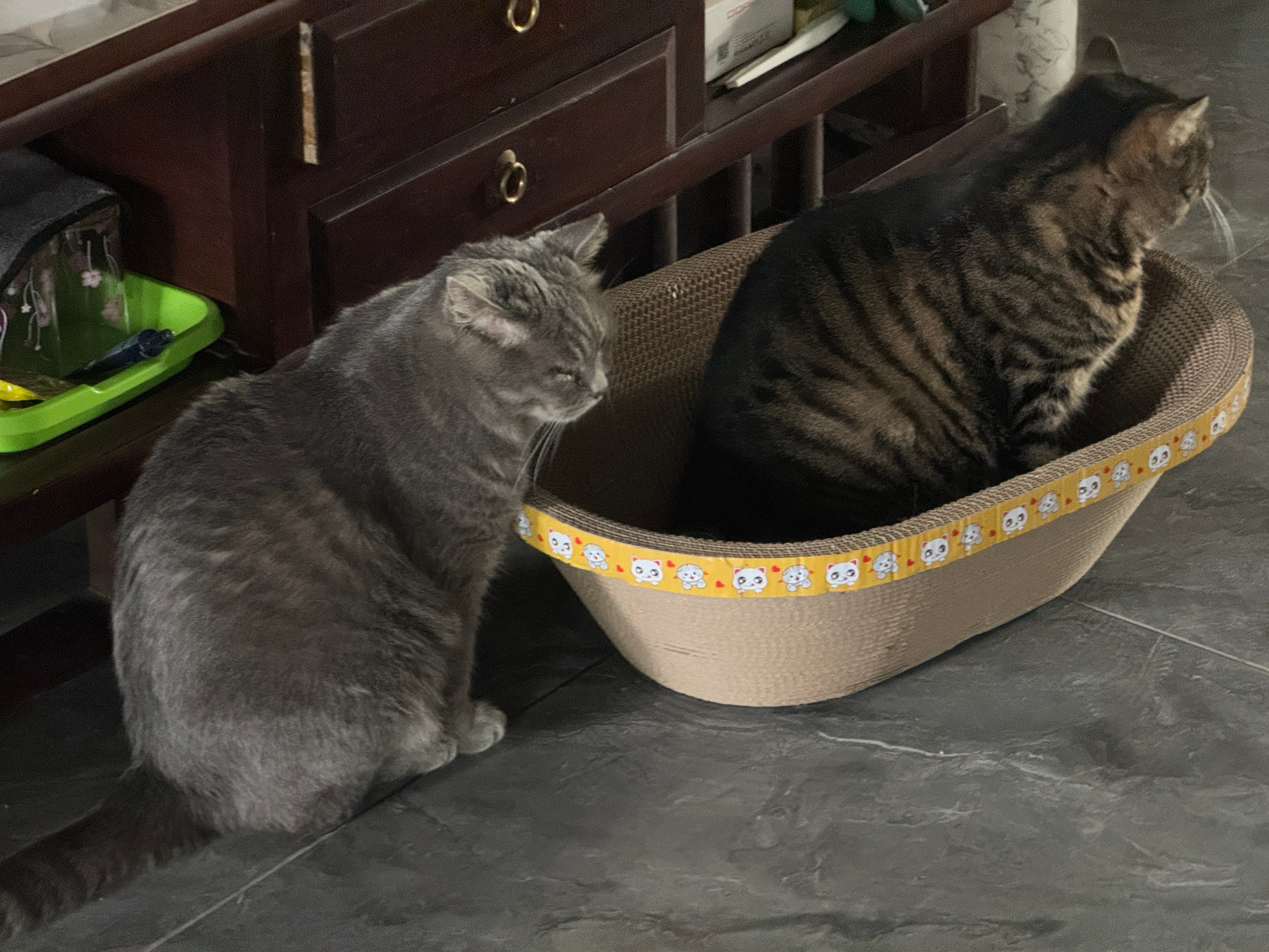 苹果实况你要毁了小猫苹果实况记录下我家男主小猫被她老婆教育的画面因为都想坐在猫抓