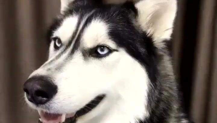 世界上最帅的哈士奇