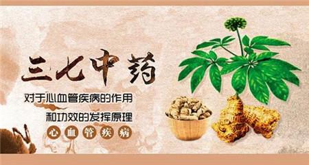 三七的功效与作用, 保健养生治疗三位一体!