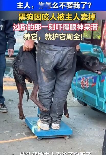 7月17日国+社区报道，在安徽，一只被指证曾咬伤邻人的家犬，在待售狗秤上陷入彻底