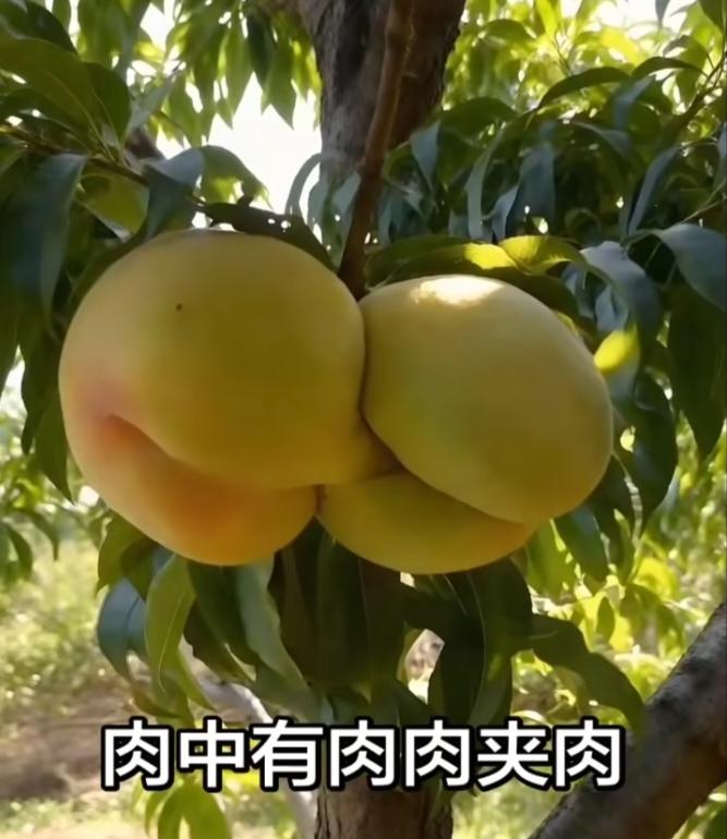 心灵短笛世界之大无奇不有啊！大自然太神奇了。有怪石、（阴阳石）有险滩（礁石酷似