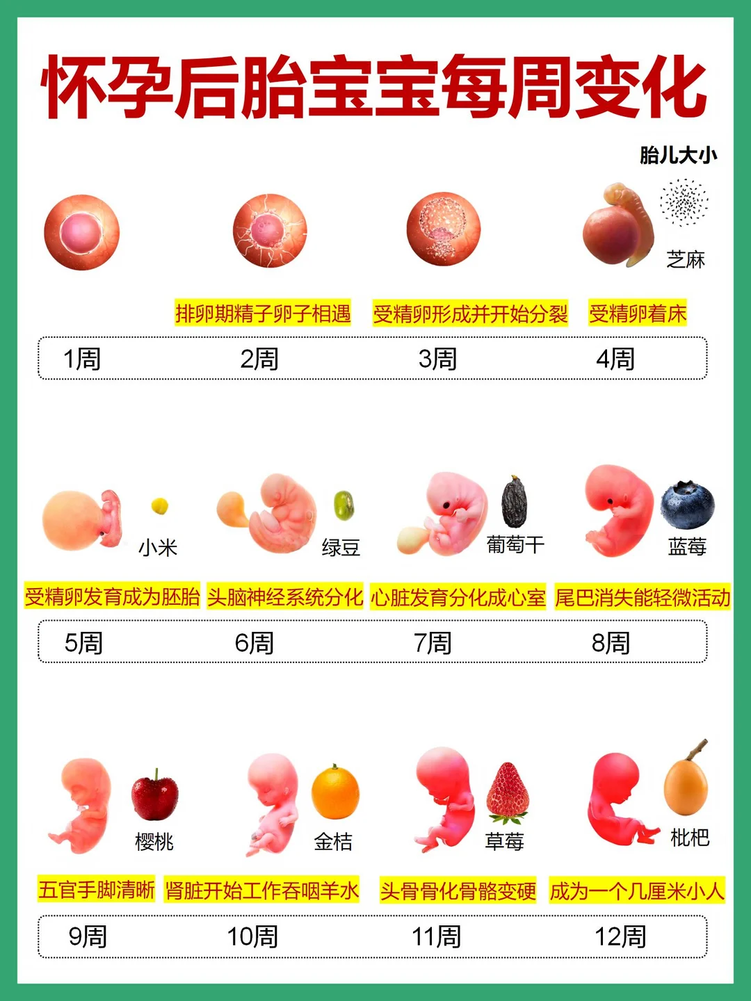 孕期胎宝宝1-40周变化|胚胎发育全过程