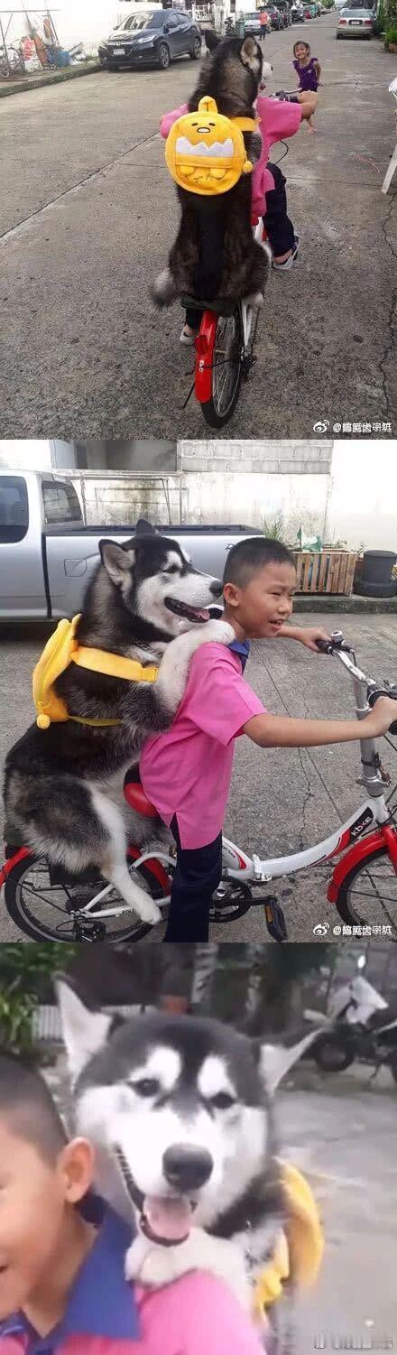 儿子说要带狗子出去玩会，结果...这也太可爱了吧