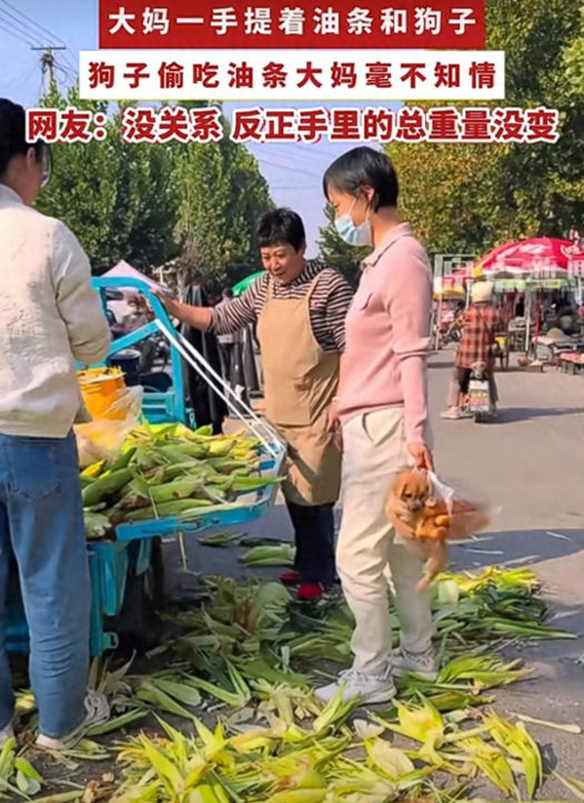 “笑不活了！”10月15日报道，山东，一大妈将小狗和油条单手提着，她在玉米摊前专心挑选玉米时，小狗也