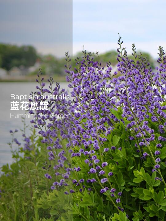 春夏花园竖线条蓝紫色耐热耐寒-蓝花赝靛
