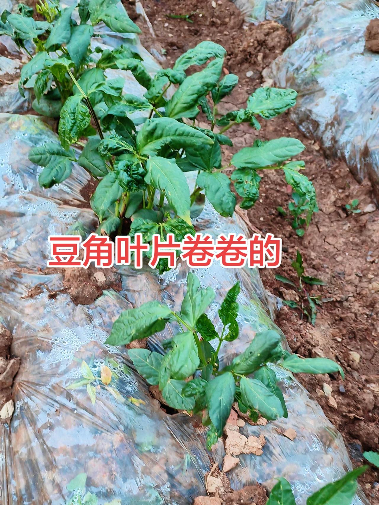蔬菜种植农业种植三农流量扶持计划防虫小妙招种地不容易