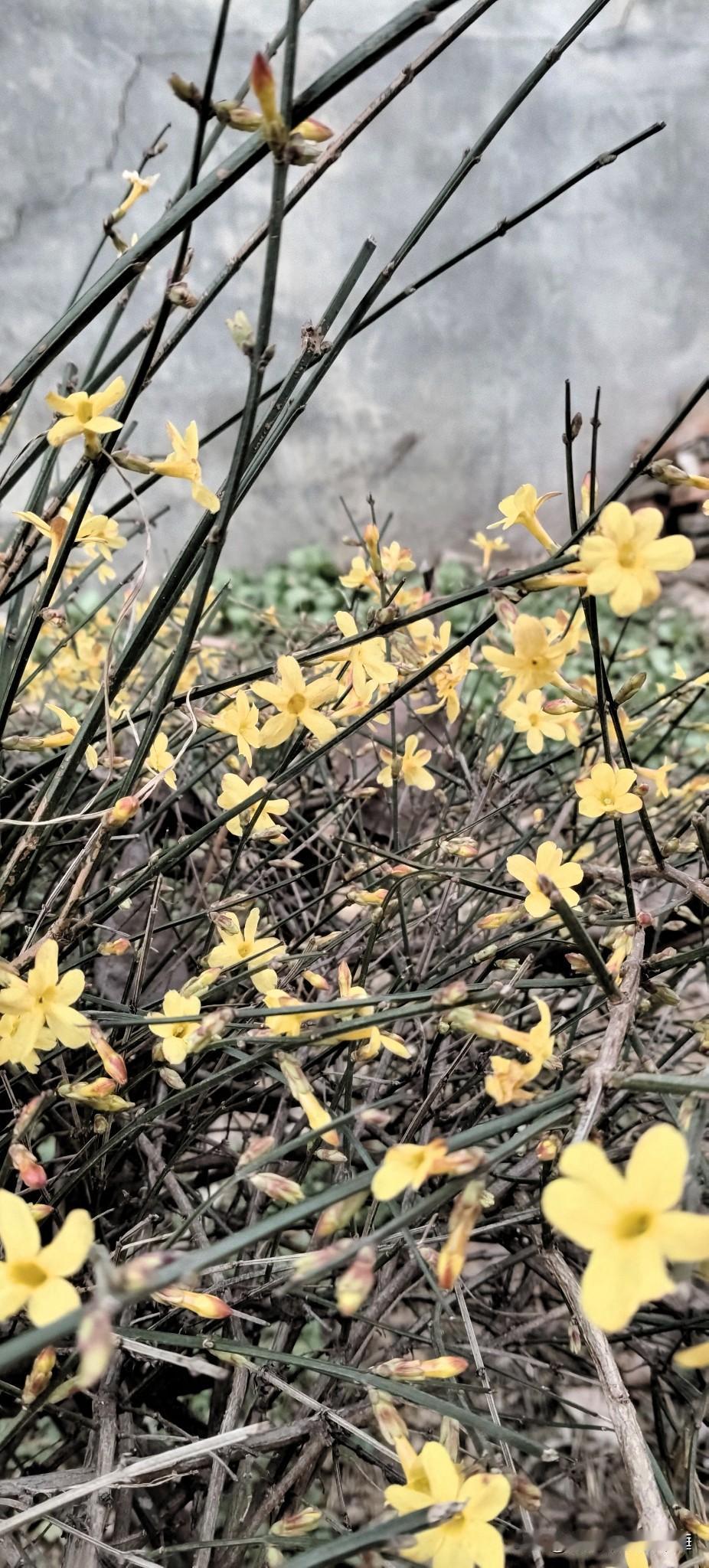 分享手机里的风景照