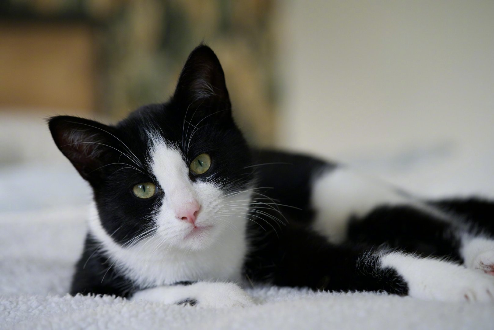 下班回家，瘫在沙发上，顺手撸一把猫，指望它治愈你疲惫的灵魂。猫回头看了你一眼，甩