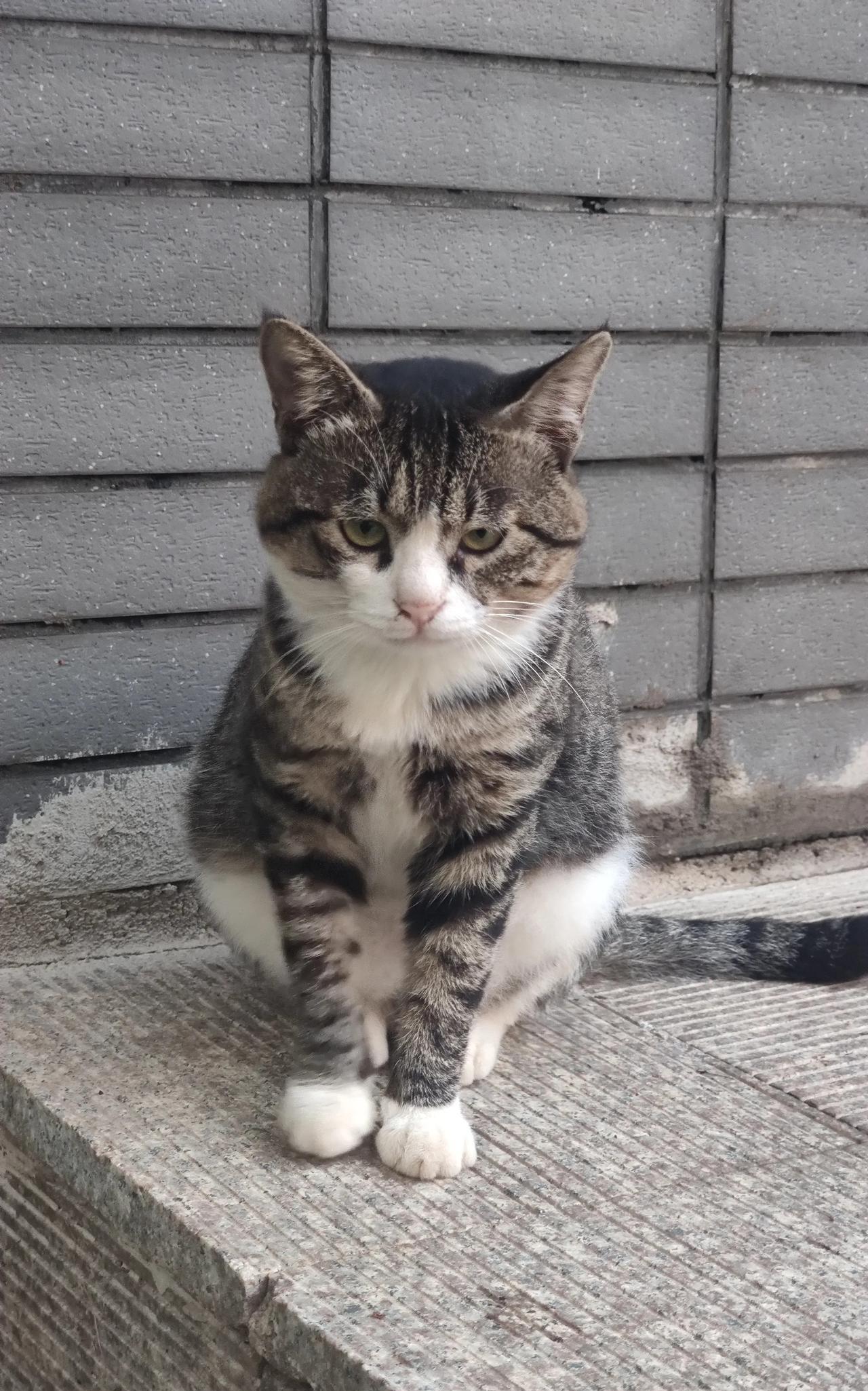 非常乖巧的小猫咪。我猜它是个女孩。因为它非常的胆小，虽然我经常喂它，可是它依然不