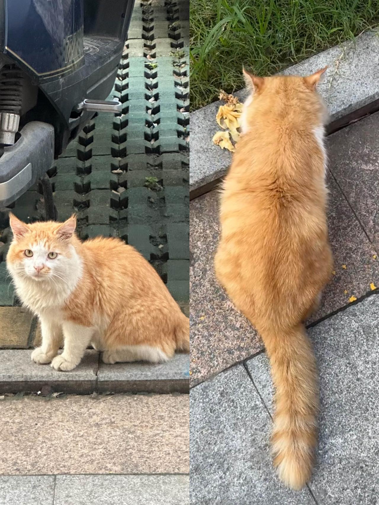 奉劝大家千万别心软，去好心投喂流浪猫，因为它会赖着你，并且拖儿带女的来