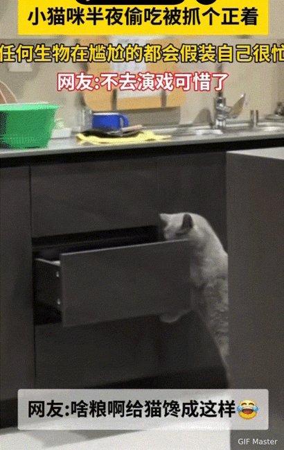 笑不活了！河南，小猫咪半夜偷吃被主人抓个正着，当它看到主人瞅着它时，立刻表现出自