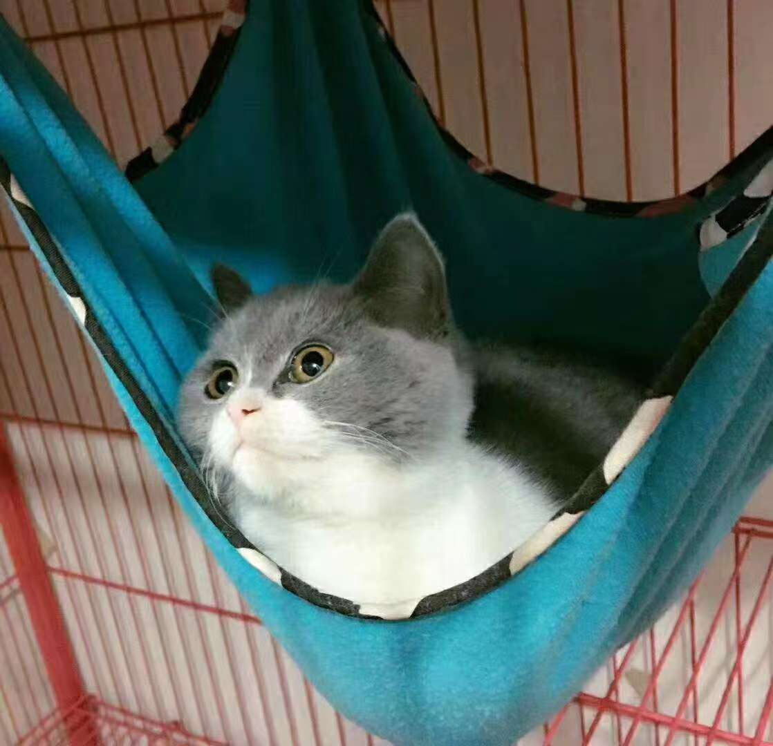 车若初见自带吊床，要不要这么享受，猫同志​​​