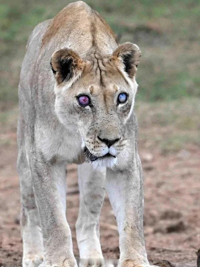 17岁母狮乔西因女儿们拒绝抛弃她而失明，幸存了5年