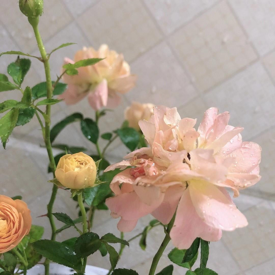 在室内不好养呀！要有充足的阳光才行！