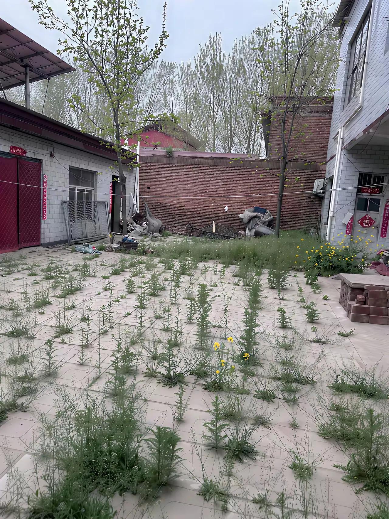 主人远行了，杂草当了家。不知为了何主人中间回来时，不把杂草消灭在萌芽中。不