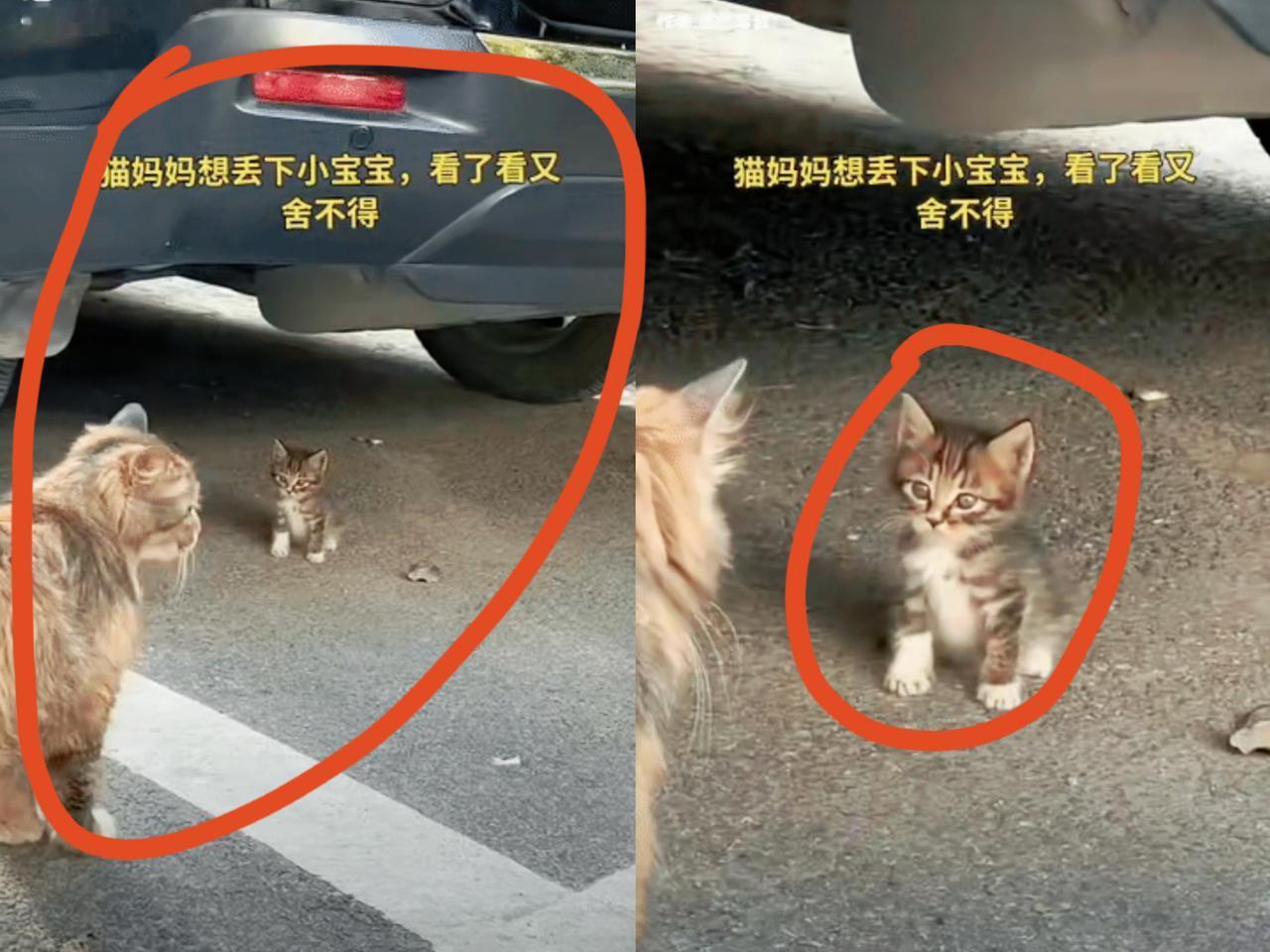 母子分离，总是痛苦的！小猫咪渐渐长大，到了与母亲分别的时刻，母猫领着它来到停车场
