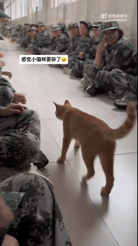 唐僧到了女儿国就这样宠物卖萌中心​​​