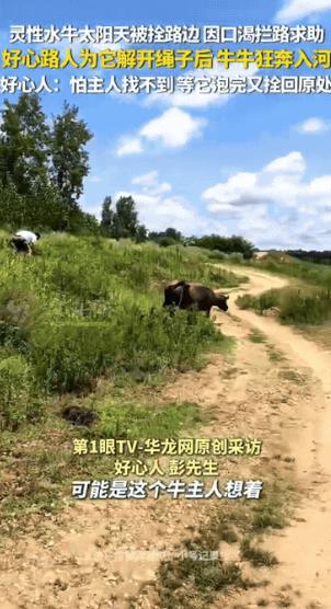 “太有灵性了！”河南信阳，烈日下一头水牛被拴在路边，渴得舌头直吐。它没有硬扛，竟