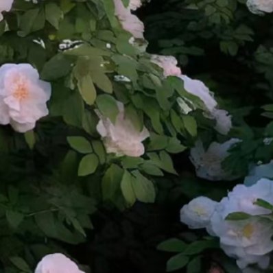 山茶花的种植方法：1.选苗与土壤：选择健康、无病虫害的山茶花苗木，土壤要求疏松