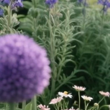 0000大花葱种植一、土壤选择：大花葱喜欢疏松、肥沃、排水良好的沙质壤土。可用腐