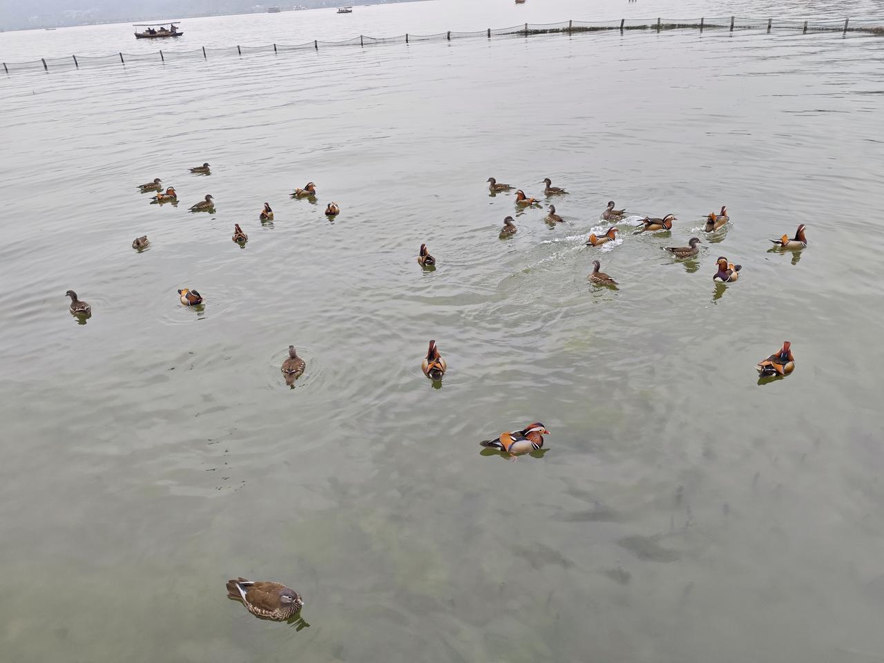 春天来了，万物复苏的季节。春天的西湖更美了，桃红柳绿布满湖边，让人目不暇接。春风