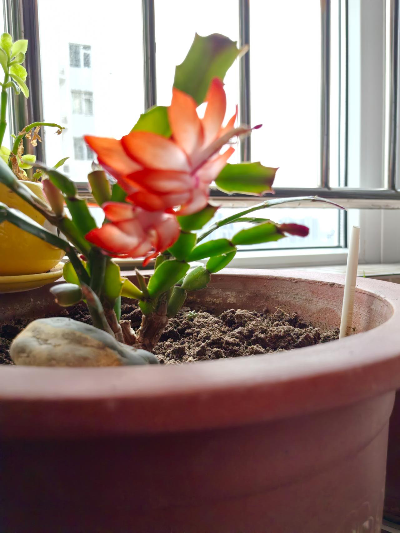 今天和二姐约好一起去给大伯送年礼，我和老伴提着米面粮油，二姐却只提着两大包纸抽，