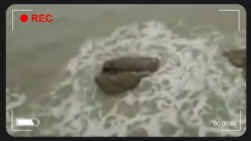 美人鱼真实记录视频 2062903939000025240.jpg?id=0