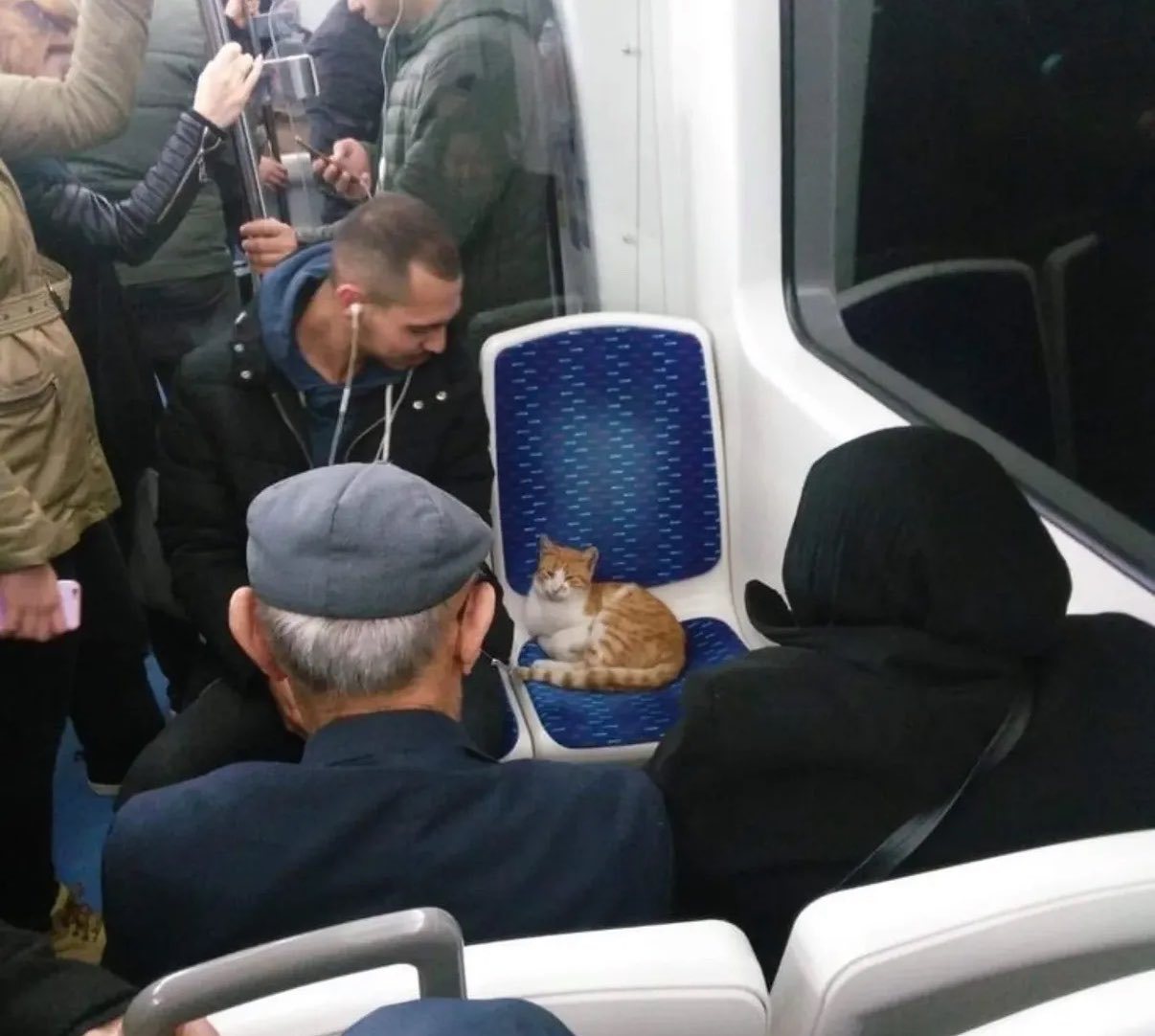 猫咪优先座位