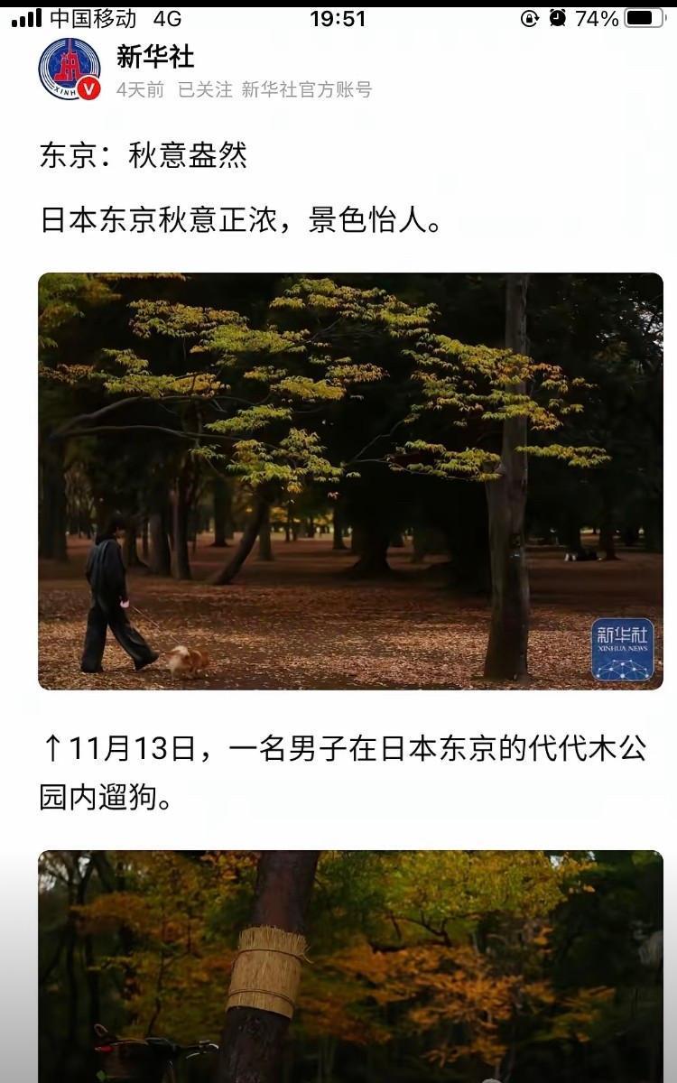 央媒记者日前在东京代代木公园，拍摄一组秋色视频，引发了网络不少讨论。公园里